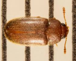 Hairy Fungus Beetles - Pestipedia