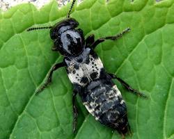Hairy Rove Beetles - Pestipedia