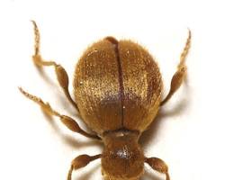 Hairy Spider Beetles - Pestipedia