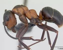 Hairy Wood Ants - Pestipedia