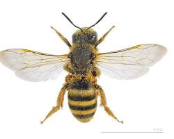 Halictid Sweat Bees - Pestipedia
