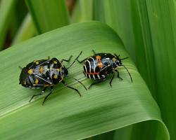Harlequin Bugs - Pestipedia