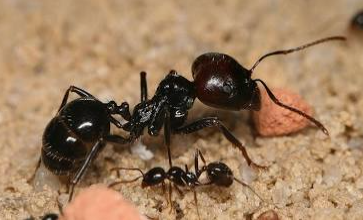 Harvester Ants - Pestipedia