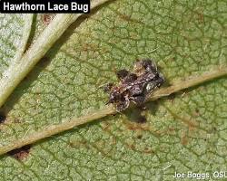 Hawthorn Lace Bugs - Pestipedia