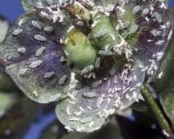 Hellebore Aphids - Pestipedia