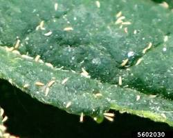 Hemp Russet Mites - Pestipedia