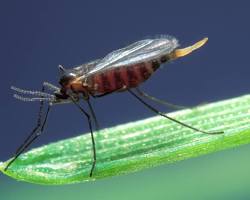 Hessian Flies - Pestipedia