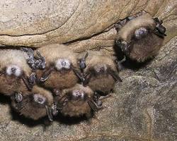 Hibernating Bats - Pestipedia