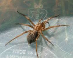 Hobo Spiders - Pestipedia