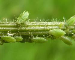 Hogweed Aphids - Pestipedia