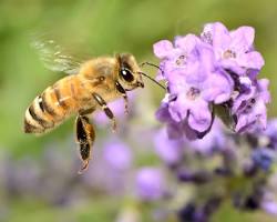 Honey Bees - Pestipedia
