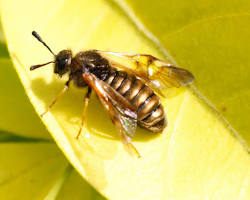 Honeysuckle Sawflies - Pestipedia