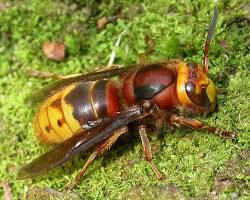 Hornet - Pestipedia