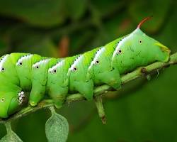 Hornworms - Pestipedia