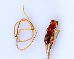 Horsehair Worms - Pestipedia