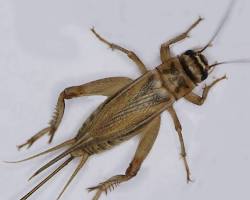 House Crickets - Pestipedia