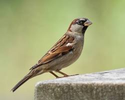 House Sparrows - Pestipedia