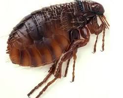 Human Fleas - Pestipedia
