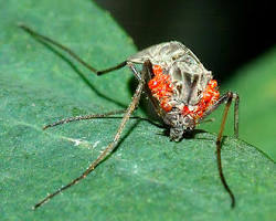 Hydra Mites - Pestipedia