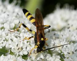 Ichneumon Wasps - Pestipedia