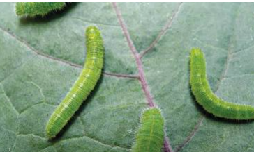 Imported Cabbage Worms - Pestipedia