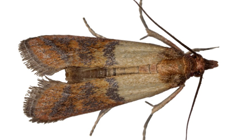 Indian Meal Moths - Pestipedia