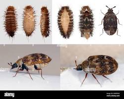 Indoor Carpet Beetles - Pestipedia