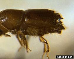 Ips Beetles - Pestipedia