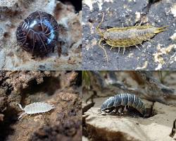 Isopods - Pestipedia