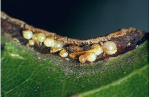 Itch Mites - Pestipedia