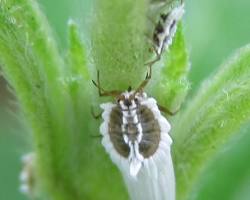 Jacaranda Aphids - Pestipedia