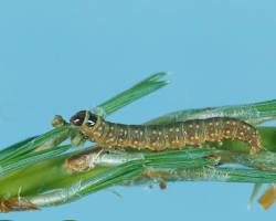 Jack Pine Budworm - Pestipedia
