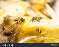 Jackfruit Fruit Flies - Pestipedia