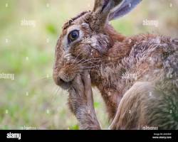 Jackrabbit Fleas - Pestipedia