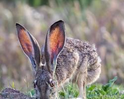 Jackrabbit Ticks - Pestipedia