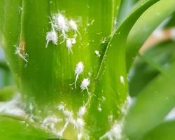 Jade Plant Mealybugs - Pestipedia