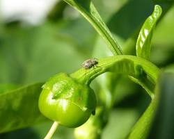 Jalapeno Pepper Weevils - Pestipedia