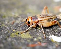 Jamaican Field Crickets - Pestipedia