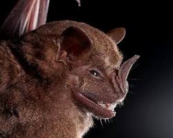 Jamaican Fruit Bats - Pestipedia