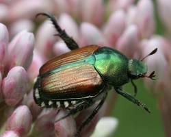Japanese Beetles - Pestipedia