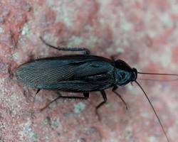 Japanese Cockroaches - Pestipedia