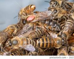 Japanese Honey Bees - Pestipedia