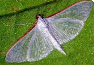 Jasmine Moth - Pestipedia