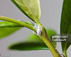Jasmine Scale Insects - Pestipedia