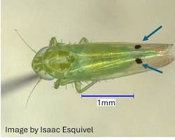 Jassid Leafhoppers - Pestipedia