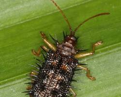 Java Rice Beetles - Pestipedia
