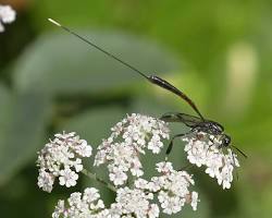 Javelin Sand Wasps - Pestipedia