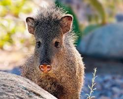 Javelinas - Pestipedia