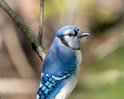 Jays - Pestipedia