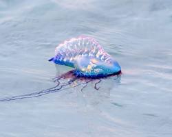 Jellyfish Stinging species - Pestipedia